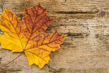 Naklejka na ściany i meble Colorful maple leaves on wooden background. Thanksgiving, autumn.