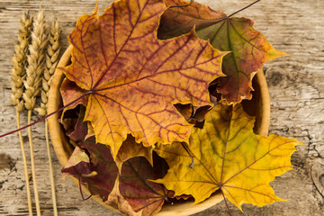 Colorful maple leaves on wooden background. Thanksgiving, autumn.