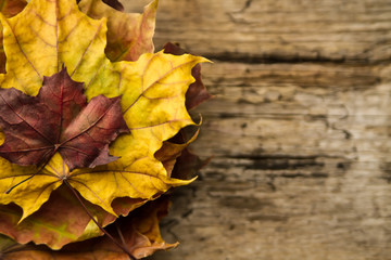 Colorful maple leaves on wooden background. Thanksgiving, autumn.