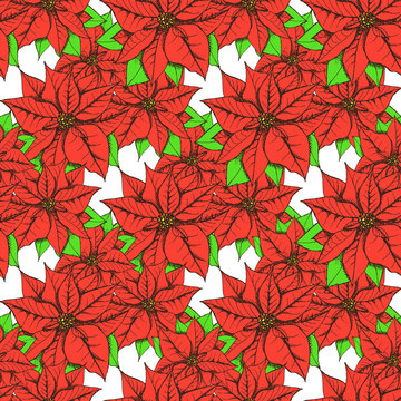 Sketch poinsettia