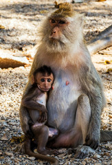animal Monkey