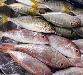 sea fish ice sea market