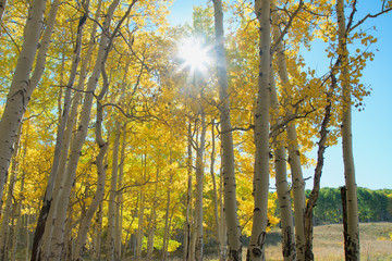 Sunburst Behind Aspens, Colorado
