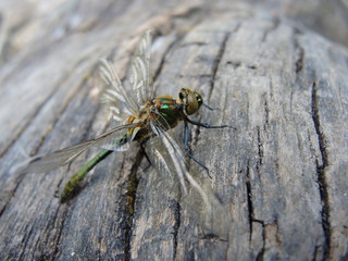 Falkenlibelle