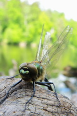 Falkenlibelle