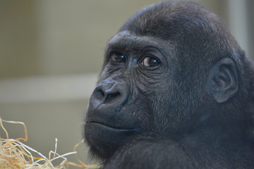 Junger Gorilla