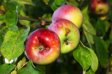apples on the tree