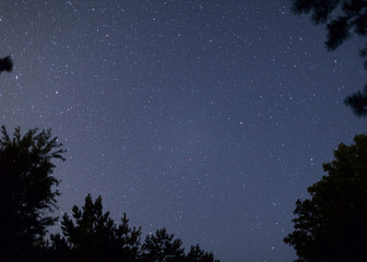 Naklejka premium Clear night sky full of stars framed by trees. Lithuania.