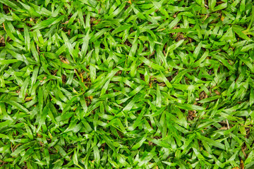 grass background