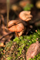 Pilze sammeln 