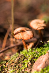 Pilze sammeln 