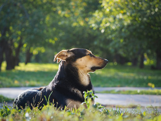 Портрет бродячей собаки. Бездомная собака в парке. Осень