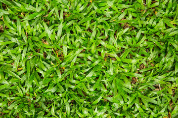 grass background