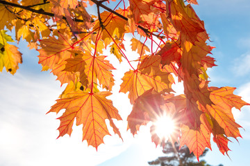 Schöne gelbe Blätter