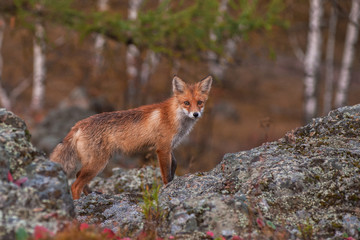 Red fox 