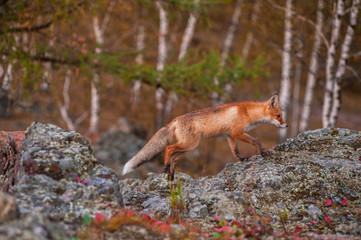 Red fox 