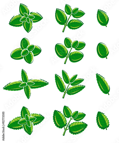 "Mint leaves set. Vector" Stock image and royalty-free vector files on