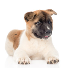 akita inu puppy dog lying in front. isolated on white background