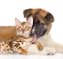 Akita inu puppy dog  licking a bengal cat. isolated on white bac
