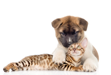 Akita inu puppy dog lying with bengal kitten. isolated on white