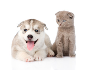 Obraz premium Siberian Husky puppy dog and scottish kitten together. isolated