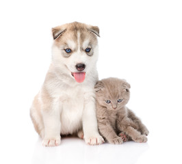 Obraz premium scottish kitten and Siberian Husky puppy together. isolated on w