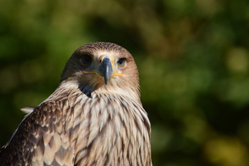 aigle