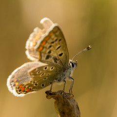 Brown butterfly with tattered wings