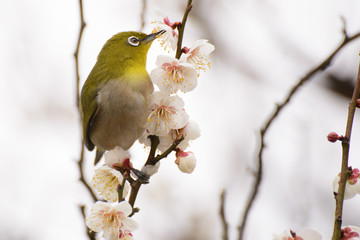 兵庫県南光町のひまわり