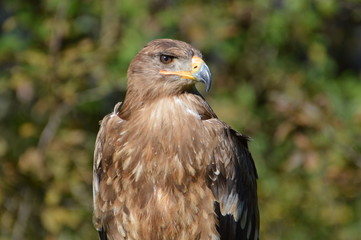 aigle