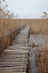 Obraz premium Swamp path