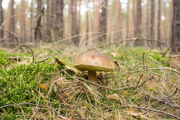 Pilz
