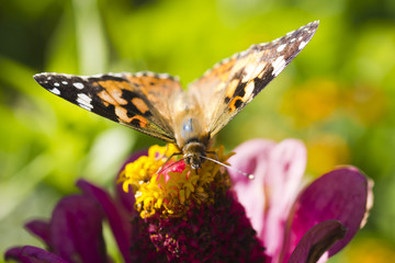 Butterfly on a flower