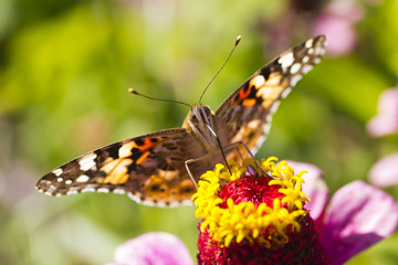 Butterfly on a flower