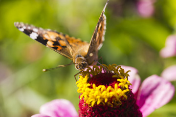 Butterfly on a flower