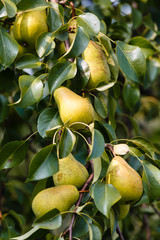 Obraz premium Mature pears on a branch