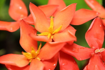Fototapeta premium Ixora flower