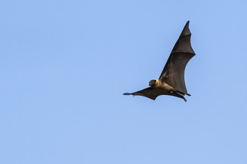 Indian Flying-fox in Tissamaharma, Sri Lanka