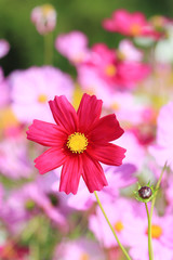 Obraz premium Close up red cosmos flower.