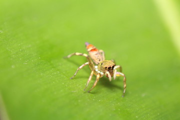 Jumping spider closeup