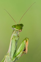 Gottesanbeterin