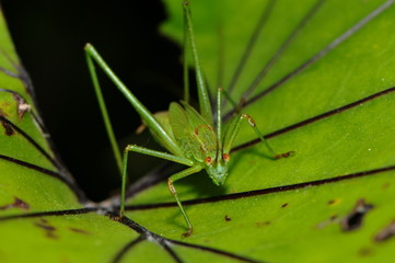 Schwertschrecke