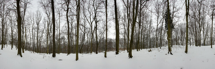 Forest panorama in winter - 360 degrees
