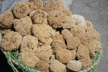 natural sea sponge