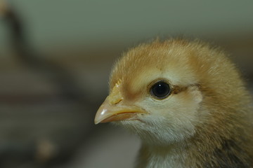 Hühnerküken