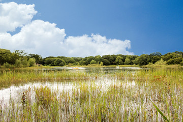 swamp