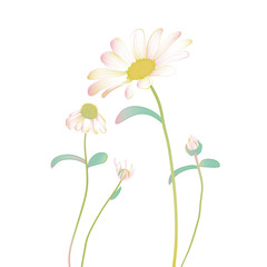 Blooming and budding Daisy flowers
