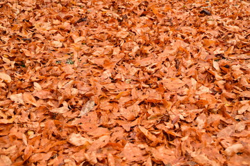 Herbst
