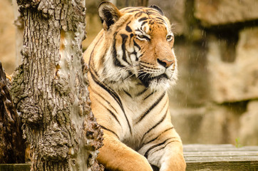 Resting tiger