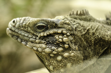 Lizard head